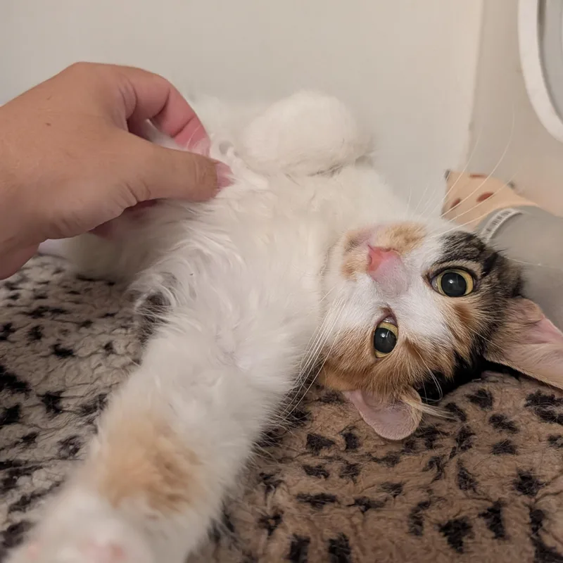 A young medium-sized female Calico Domestic Long Hair cat named Bitsy for adoption in Manistique, MI