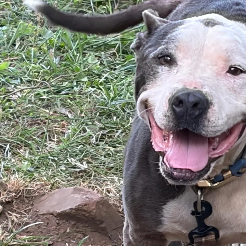 An adult small-sized female Pit Bull Terrier dog named Queen for adoption in Lynchburg, VA