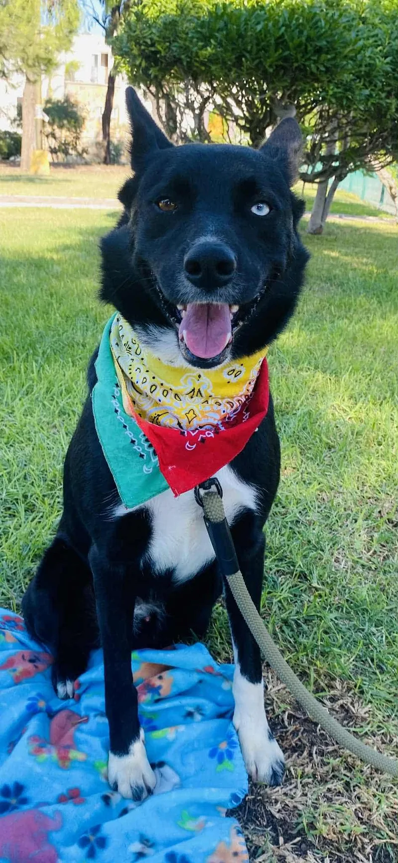 Bear The Border Collie thumbnail 2