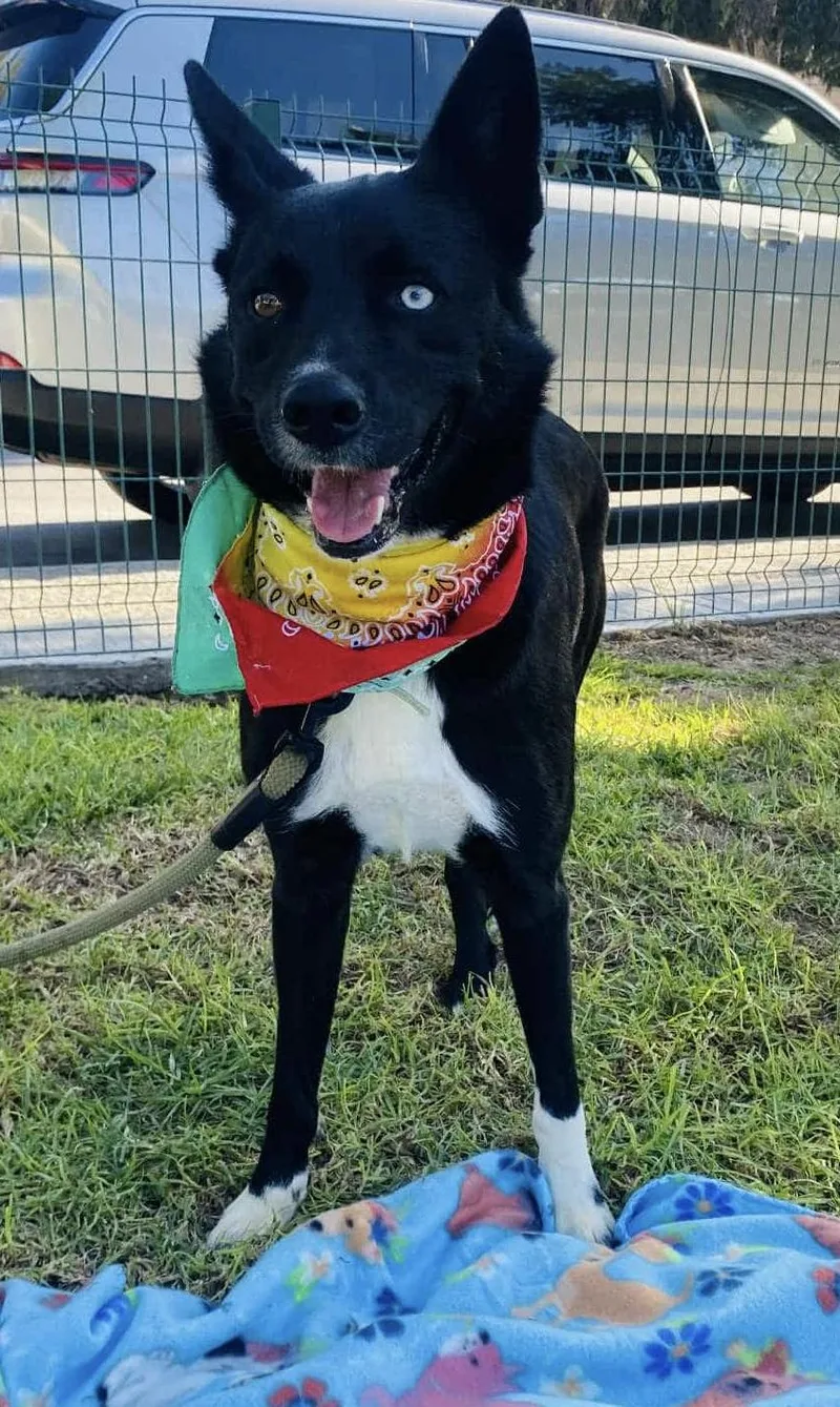 Bear The Border Collie thumbnail 3