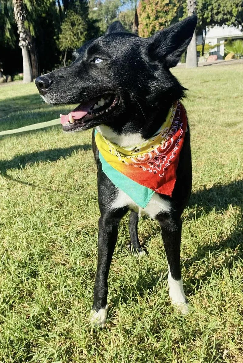 Bear The Border Collie thumbnail 4