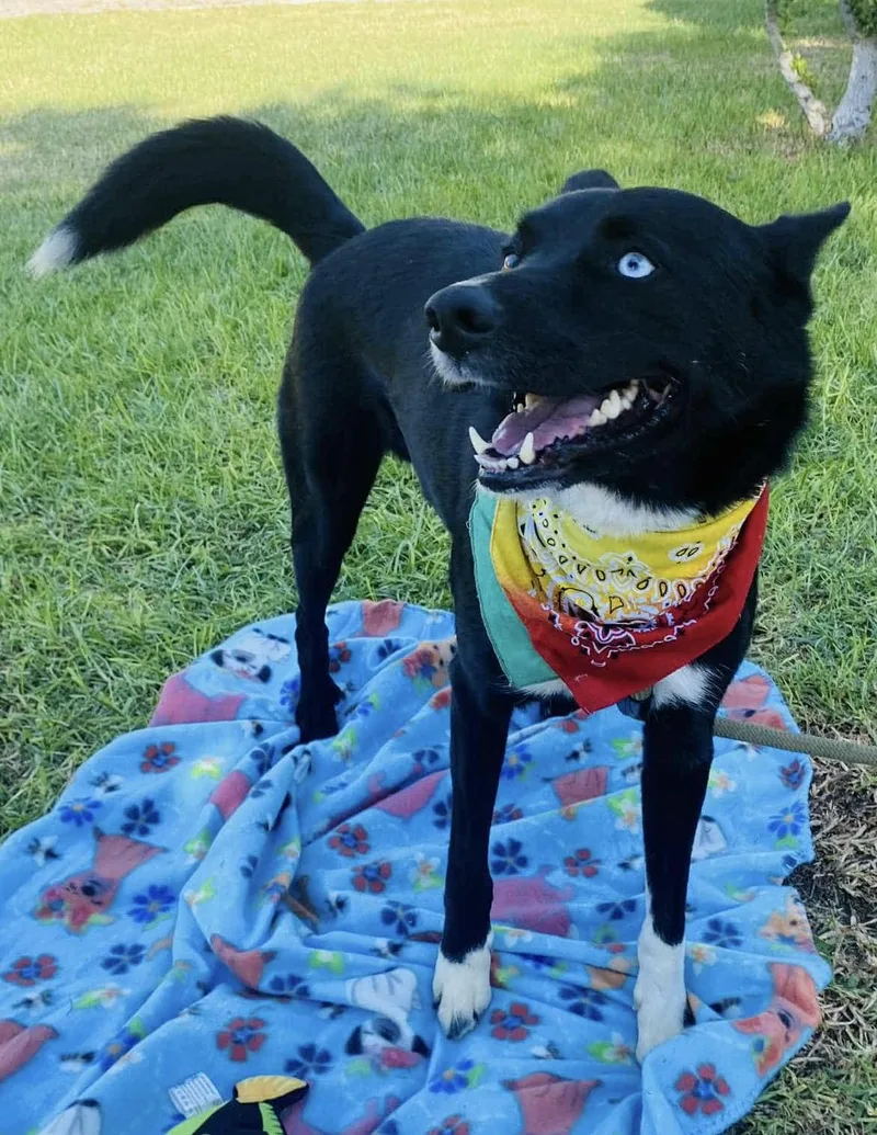 Bear The Border Collie thumbnail 5