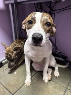 A young small-sized female White / Cream Mixed Breed dog named Julienne for adoption in El Paso, TX