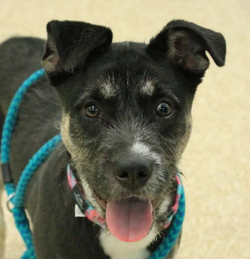 A baby medium-sized female Mixed Breed dog named Karma for adoption in Utica, MI