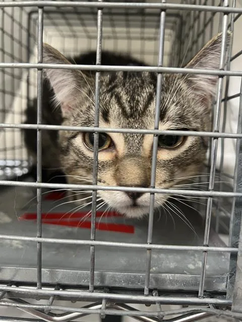 A young medium-sized male Domestic Short Hair cat named Kona for adoption in Las Vegas, NV
