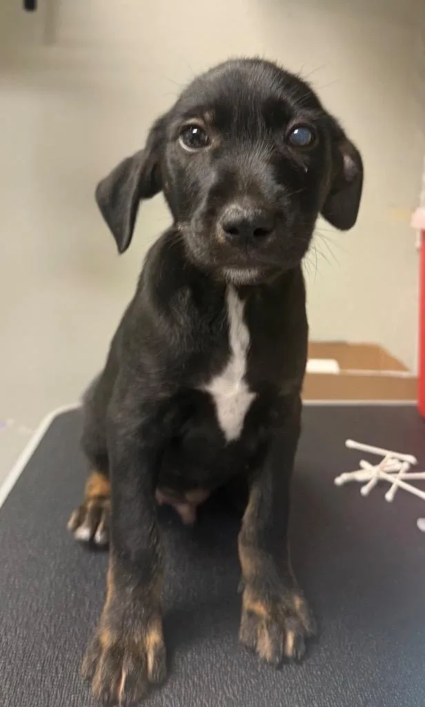 A baby medium-sized male Hound dog named Hughey for adoption in Sorrento, LA