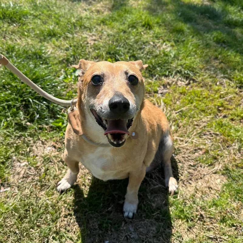 A senior small-sized male Apricot / Beige Mixed Breed dog named Rudy for adoption in Saint Charles, MO