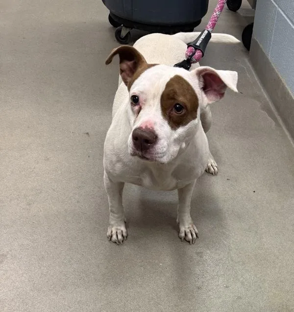 An adult medium-sized female Pit Bull Terrier dog named Mercedes for adoption in Millersville, MD