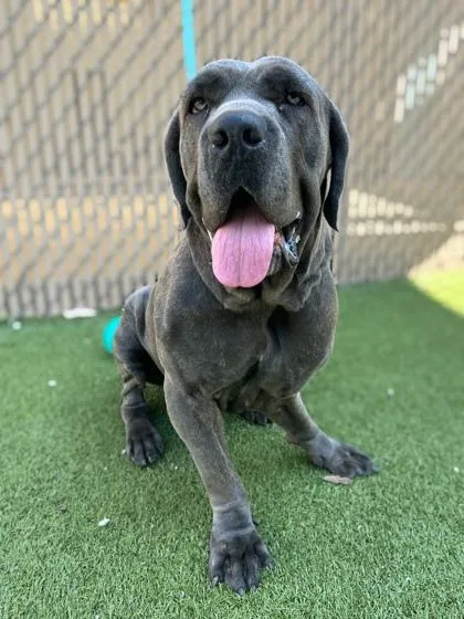 An adult extra large-sized male Mastiff dog named Big Earl for adoption in Gainesville, FL