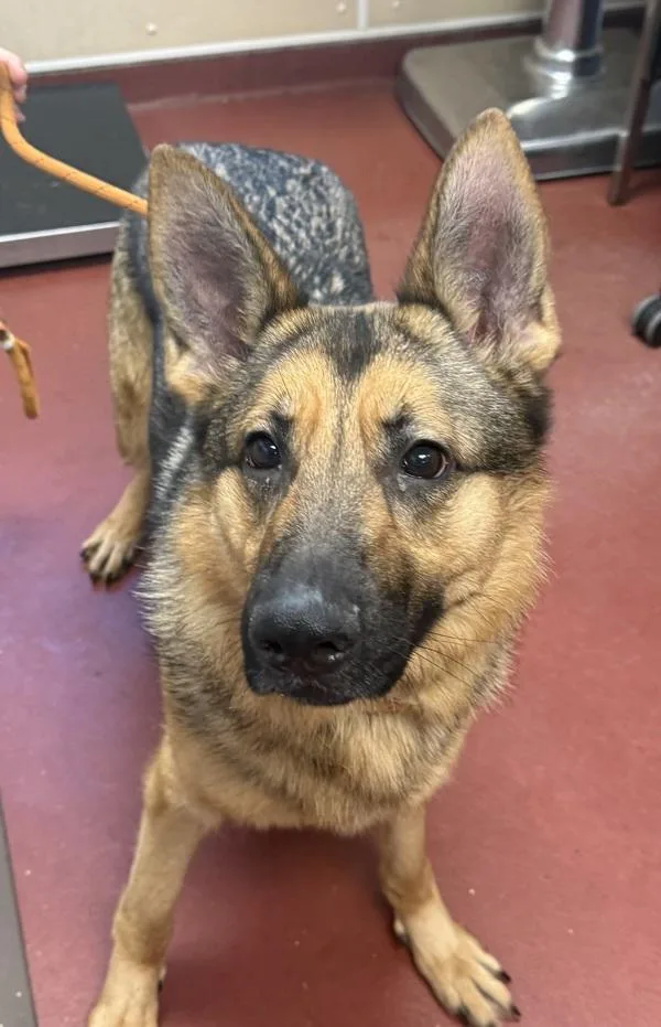 An adult medium-sized female German Shepherd Dog dog named Bailey for adoption in Salisbury, MD
