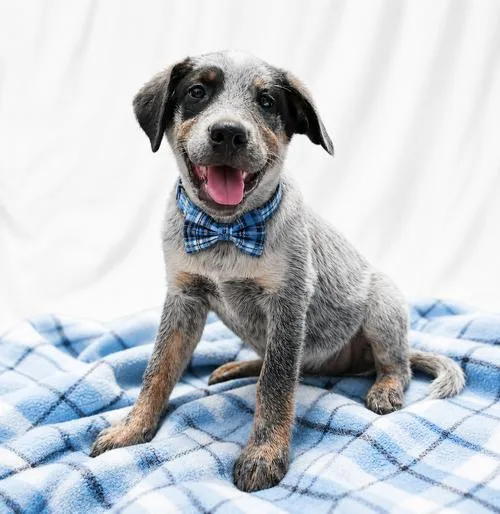 A baby medium-sized male Border Collie dog named Border Collie Lab Puppy for adoption in Mount Laurel, NJ