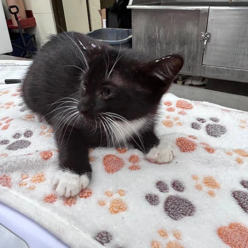 A baby medium-sized female Domestic Short Hair cat named Dottie for adoption in Bastrop, TX