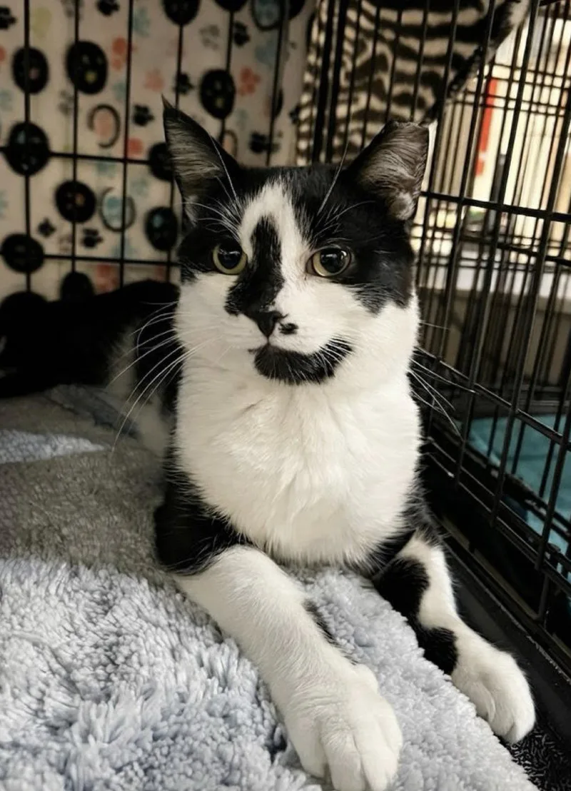 A young medium-sized male Black & White / Tuxedo Domestic Short Hair cat named Peter for adoption in Blasdell, NY