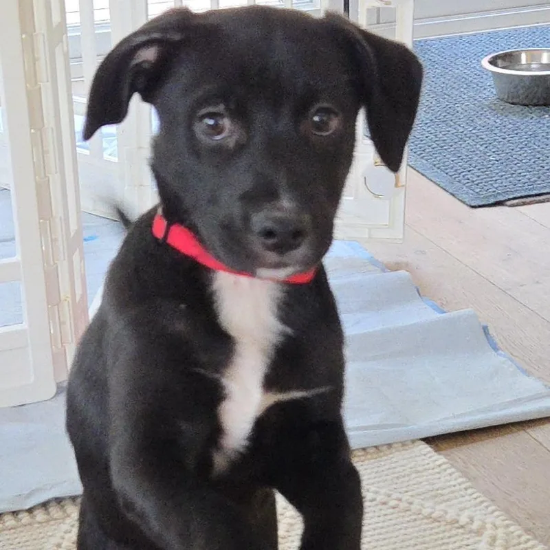 A baby medium-sized female Labrador Retriever dog named Echo for adoption in Raleigh, NC