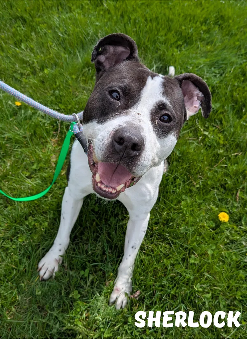 An adult medium-sized male Black Pit Bull Terrier dog named Sherlock for adoption in Valparaiso, IN