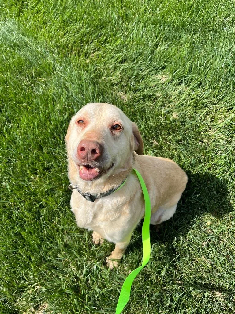 An adult medium-sized male Labrador Retriever dog named Ernie for adoption in Mount Gilead, NC