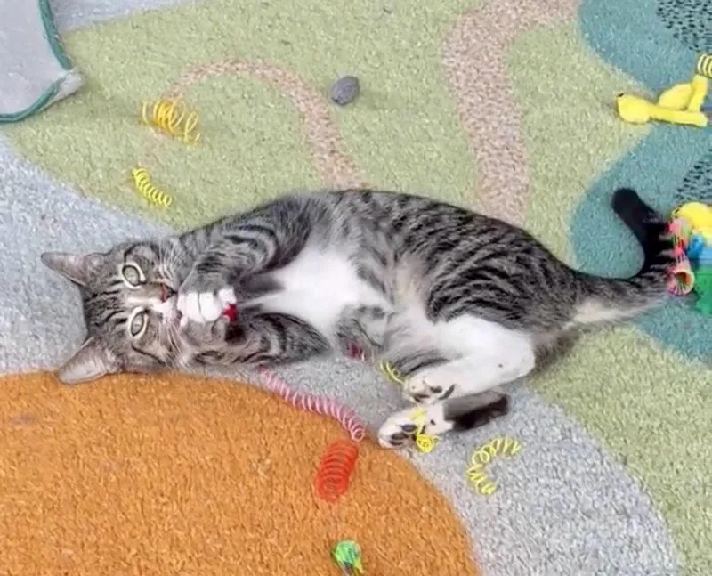 An adult medium-sized female Domestic Short Hair cat named Nora for adoption in Oakland, CA