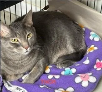 An adult medium-sized male Domestic Short Hair cat named Thor for adoption in Wayne, NJ
