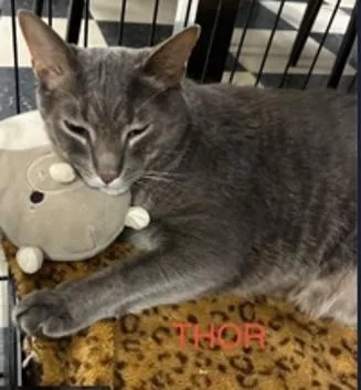 Thor thumbnail 3