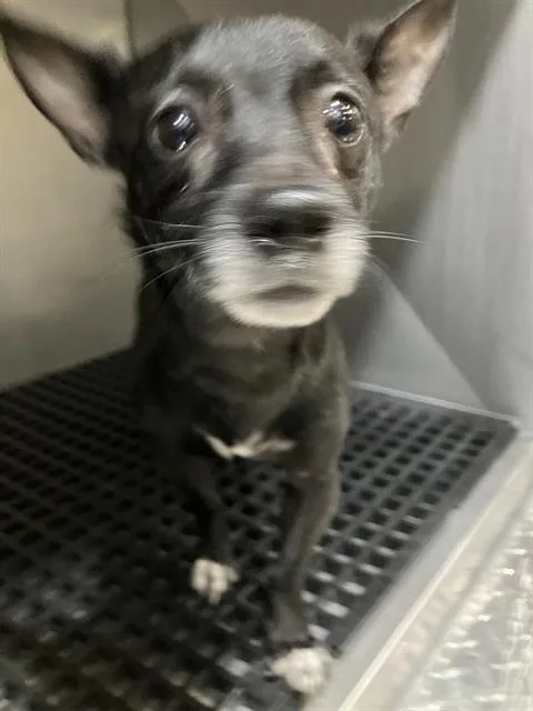 An adult medium-sized male Mixed Breed dog named Irving for adoption in Dallas, TX