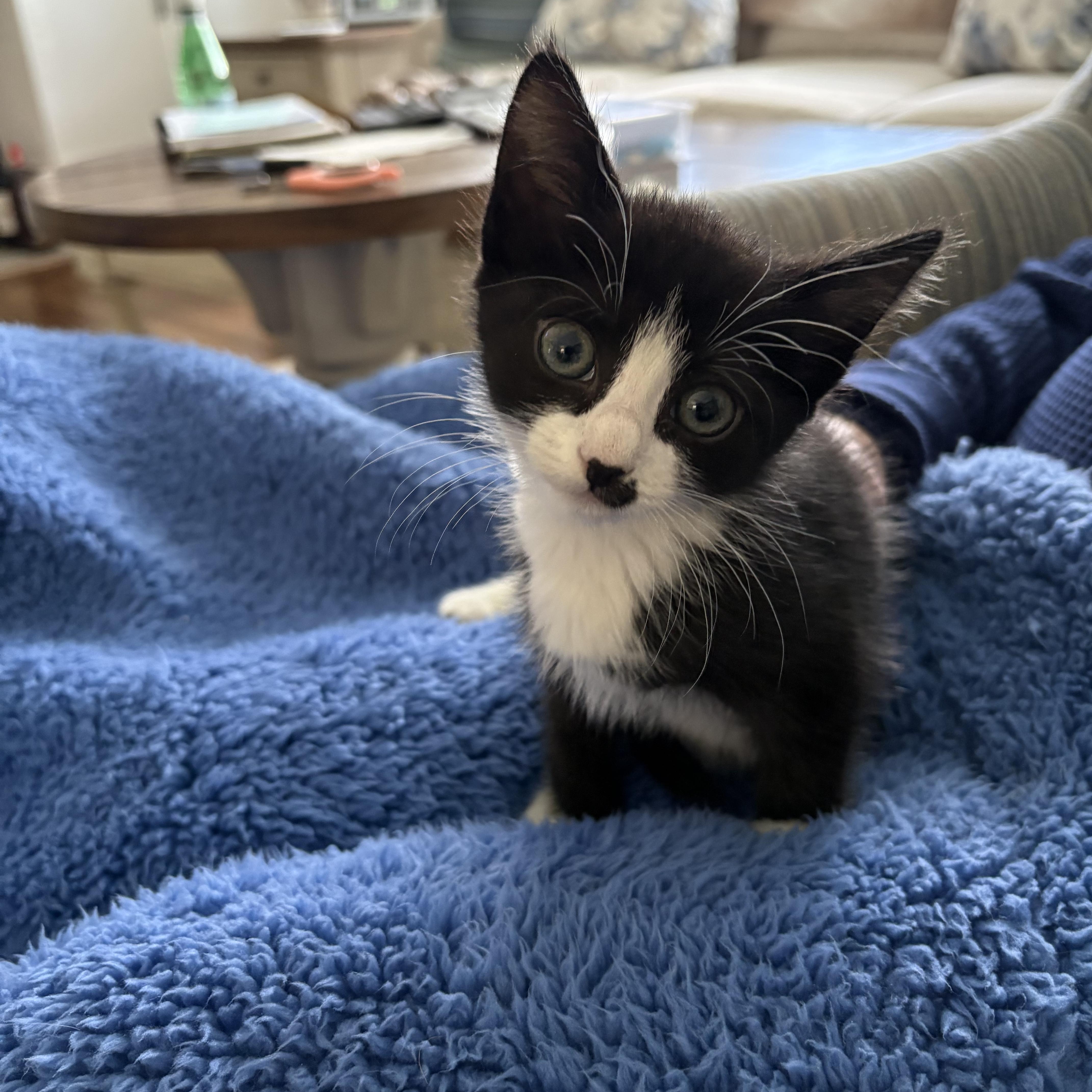 A baby medium-sized female Black Domestic Short Hair cat named Egret for adoption in Moriches, NY