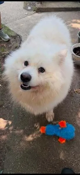 An adult large-sized male Samoyed dog named Snowball for adoption in Huntington, NY