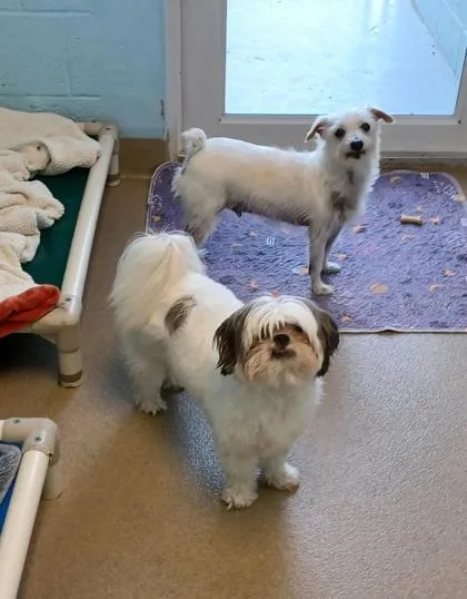 Lil Buddy thumbnail 2