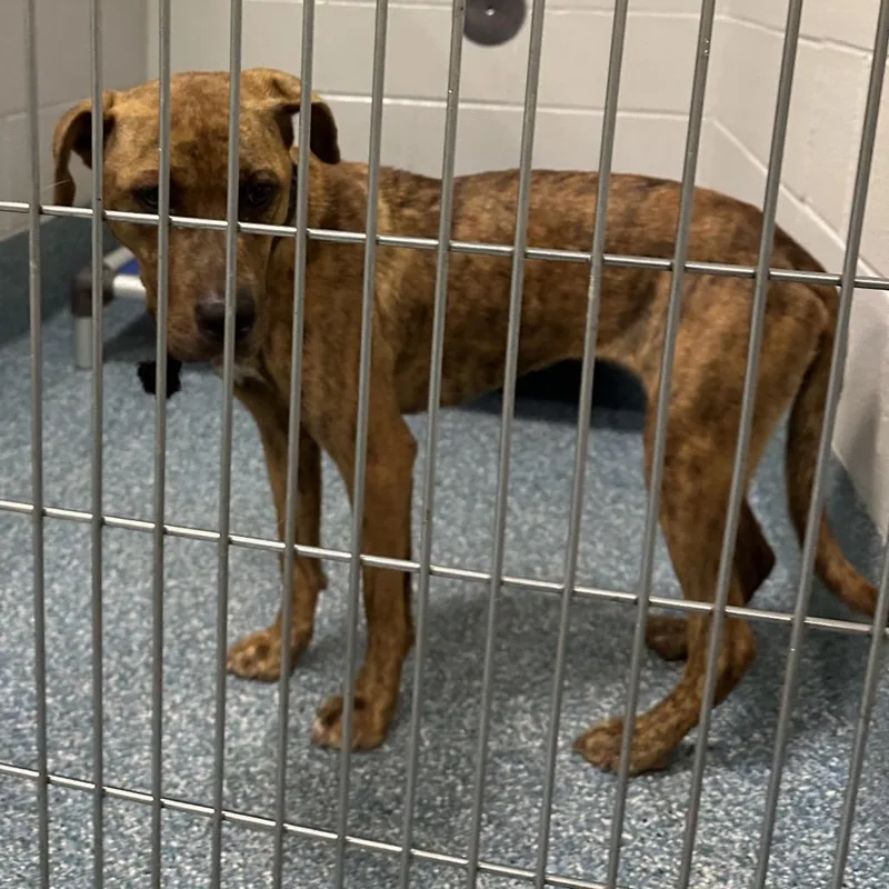 An adult medium-sized female Yellow Labrador Retriever dog named Crystal Gem for adoption in Greensboro, NC