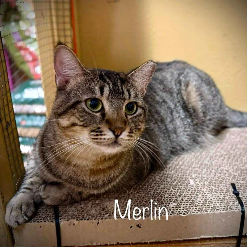 An adult large-sized male Domestic Short Hair cat named Merlin for adoption in Tulsa, OK