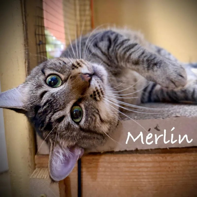 Merlin thumbnail 4