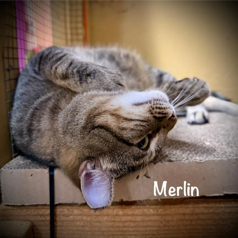 Merlin thumbnail 6