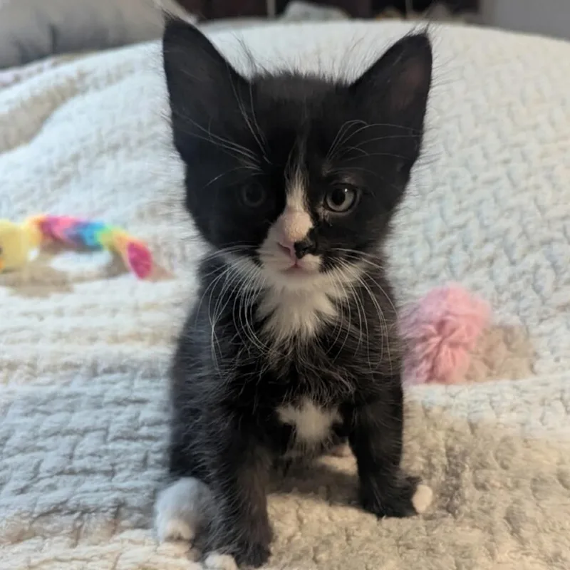 A baby small-sized male Black Domestic Short Hair cat named Cosmo for adoption in Las Vegas, NV
