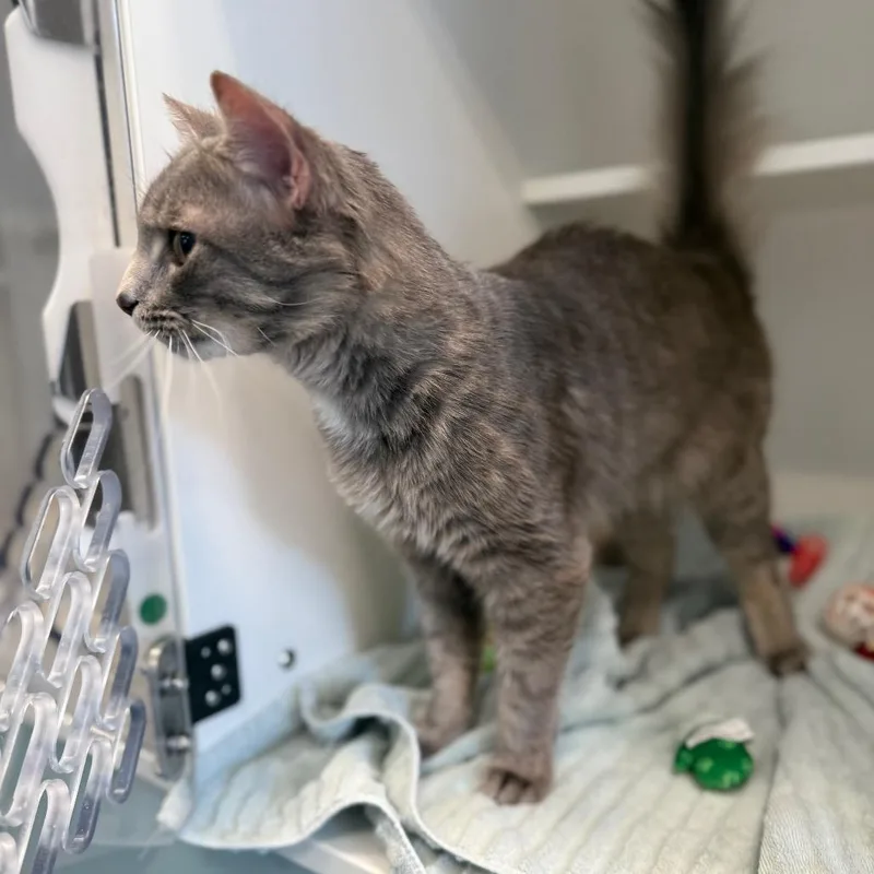 Mooncloud thumbnail 2