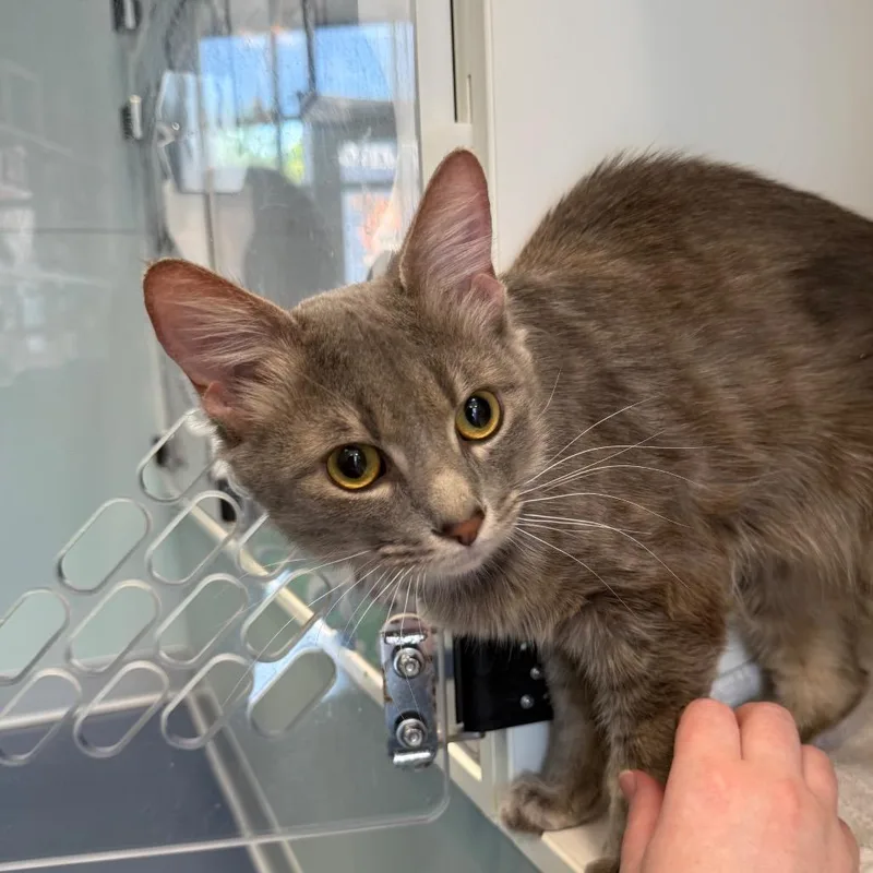 Mooncloud thumbnail 3