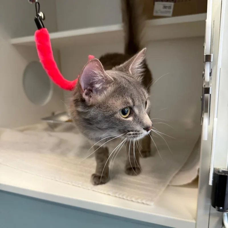 Mooncloud thumbnail 4