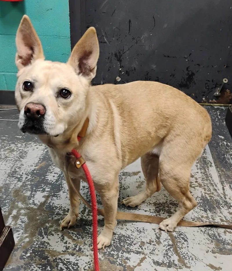 A senior medium-sized female Brown / Chocolate Cattle Dog dog named Fiona for adoption in New Lexington, OH