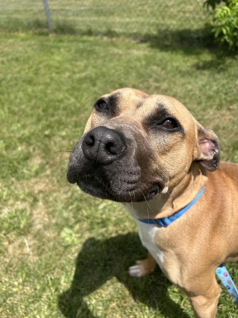 An adult medium-sized male Brown / Chocolate Mixed Breed dog named Mojo for adoption in Jackson, MI