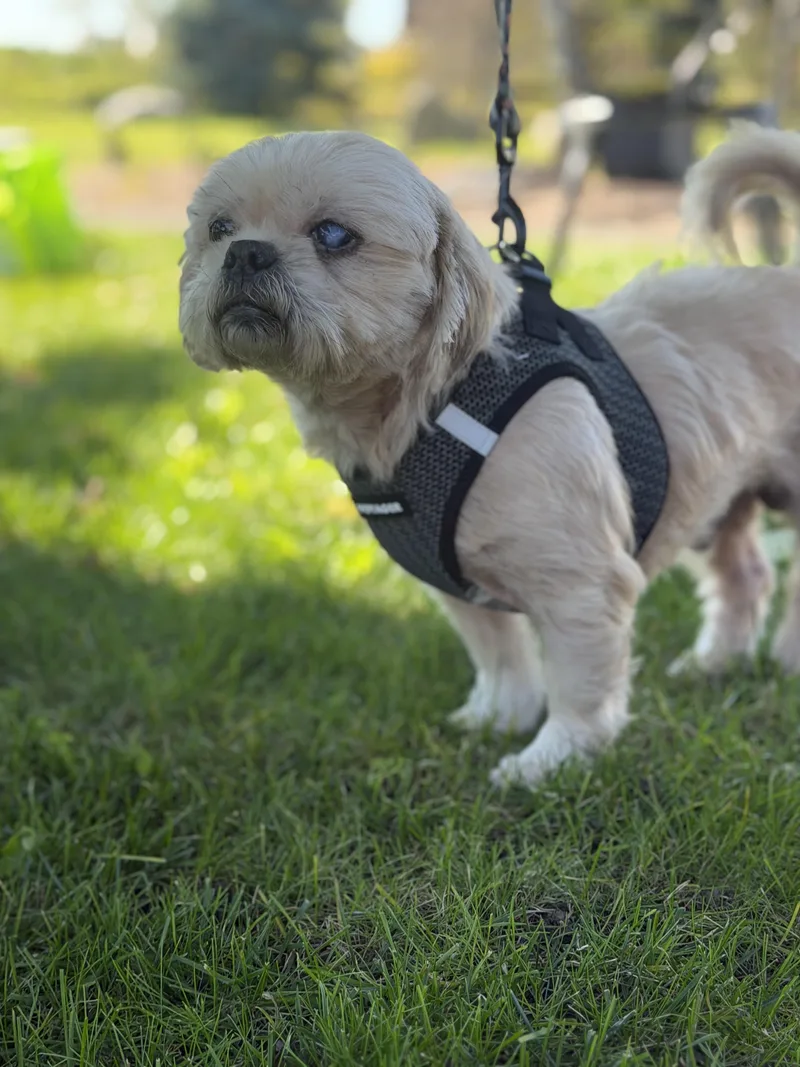 An adult small-sized male Apricot / Beige Shih Tzu dog named Copper for adoption in Stamford, CT