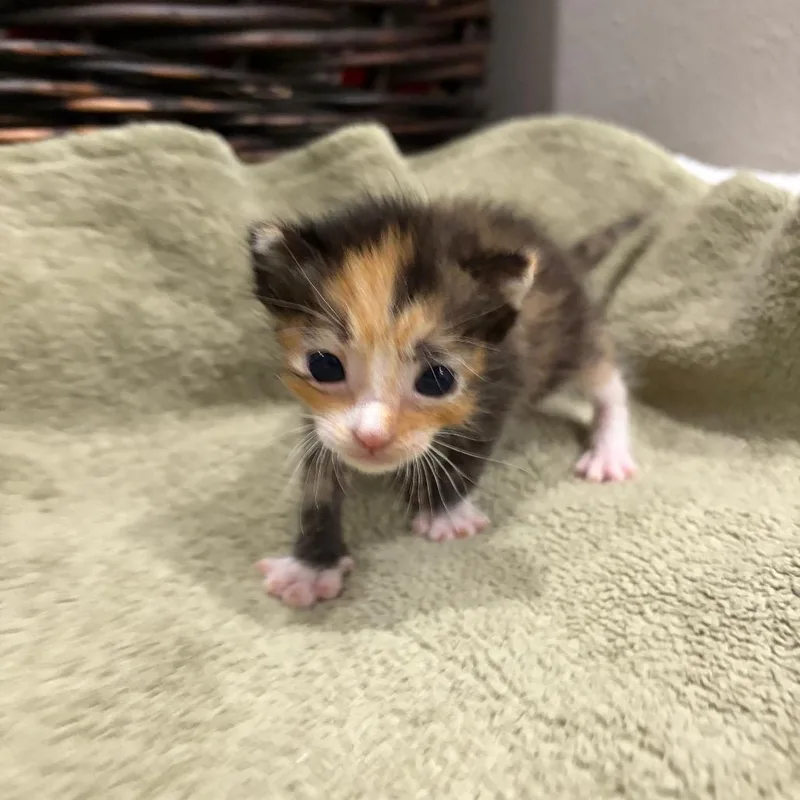 A baby small-sized female Tortoiseshell Domestic Short Hair cat named Willow for adoption in Westminster, CA