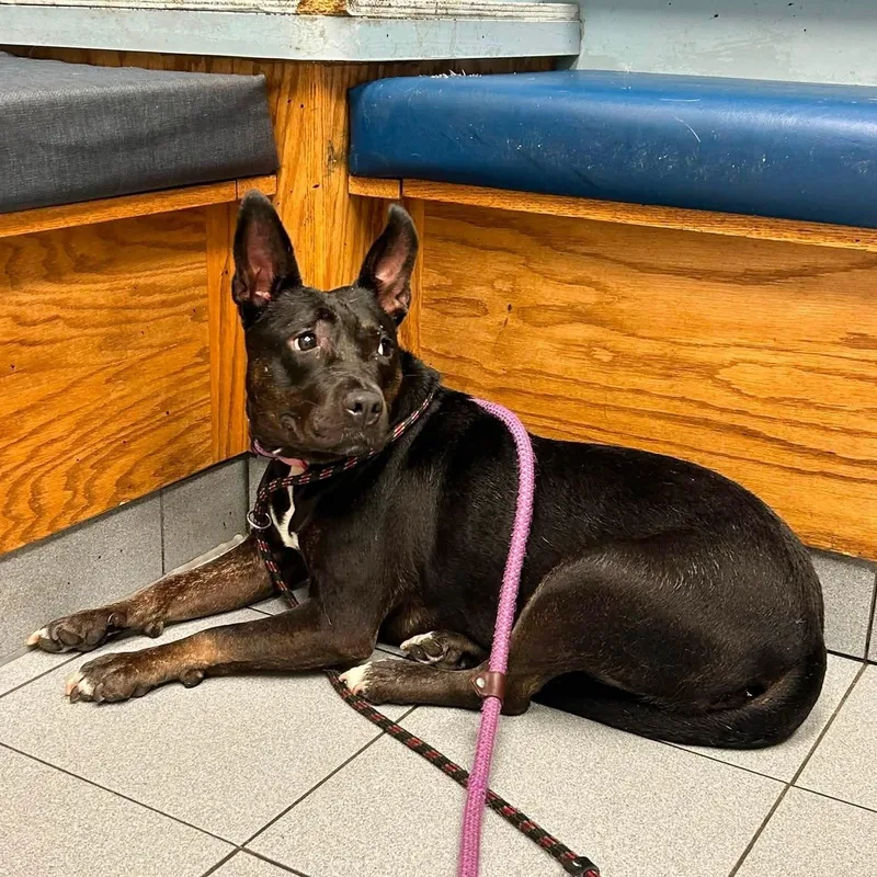 An adult medium-sized female Black Pit Bull Terrier dog named Rose for adoption in Buffalo, NY