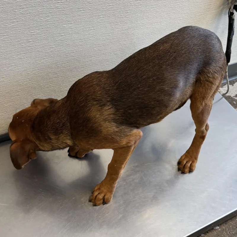 A baby small-sized female Brown / Chocolate Mixed Breed dog named Josie for adoption in Las Cruces, NM