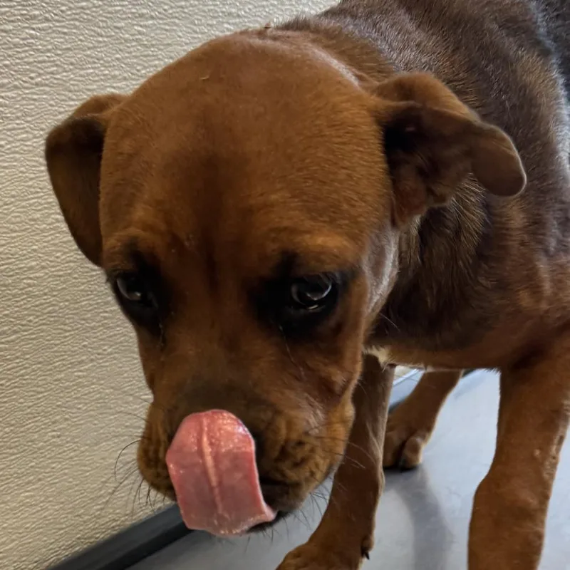 Josie thumbnail 3