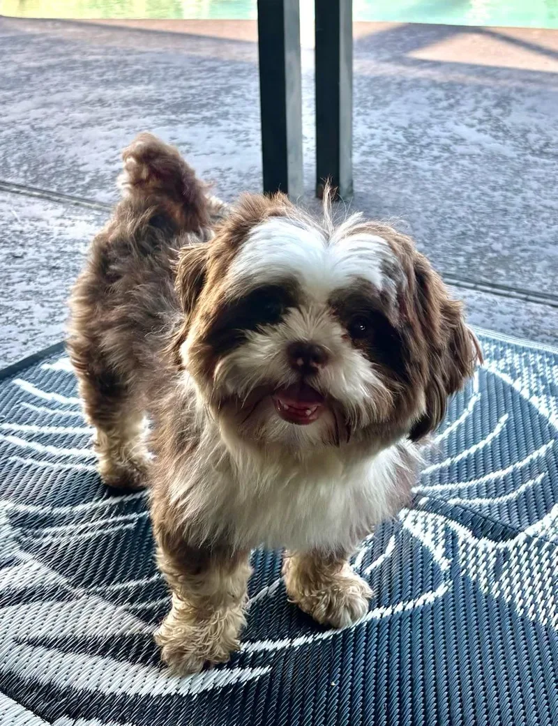 An adult small-sized male Shih Tzu dog named Eli for adoption in Orlando, FL