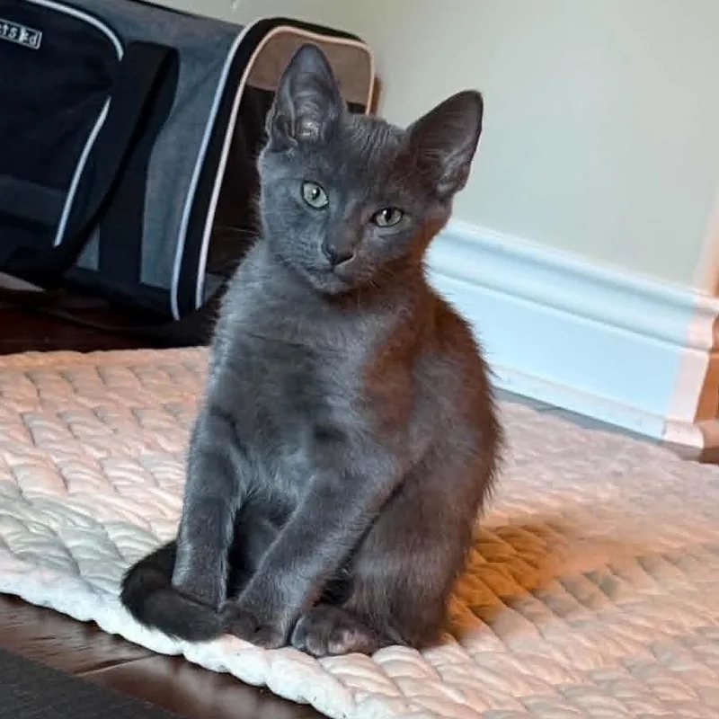 A baby small-sized male Gray / Blue / Silver Russian Blue cat named Lando for adoption in Houston, TX