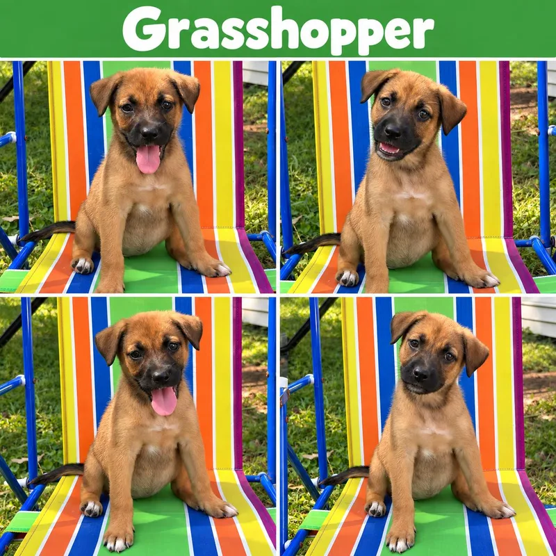 Grasshopper Karate thumbnail 4