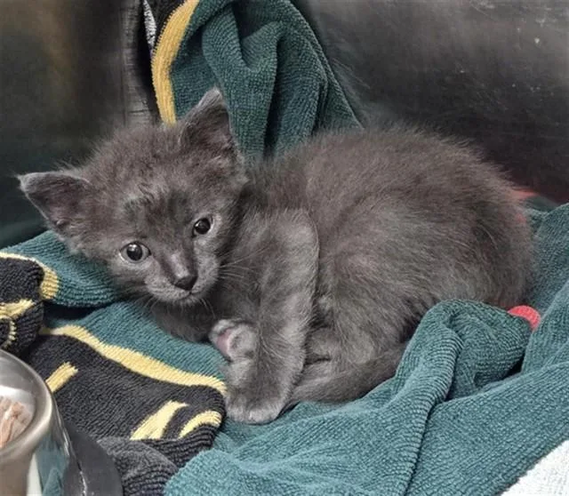 A baby small-sized male Domestic Short Hair cat named Lint for adoption in Fort Lauderdale, FL
