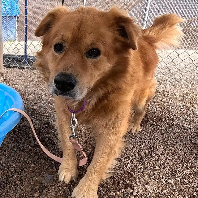 An adult large-sized male Chow Chow dog named Moe for adoption in Tucson, AZ