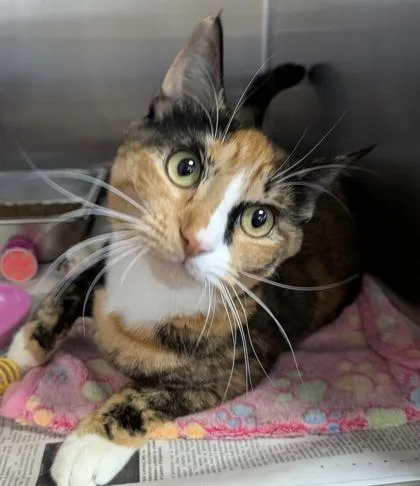 A young small-sized female Domestic Short Hair cat named Bailey for adoption in Bridgewater, NJ