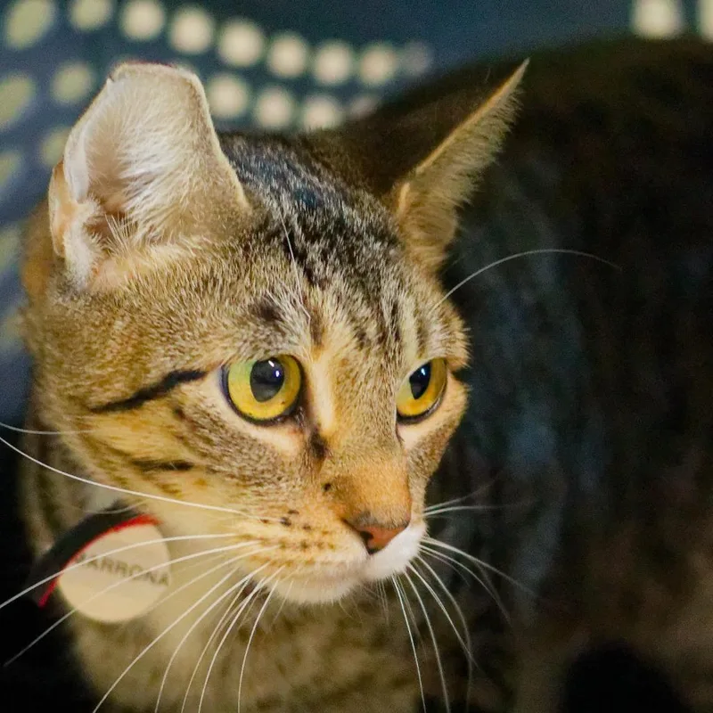 A young medium-sized female Domestic Short Hair cat named Cimarron for adoption in Hot Springs, AR