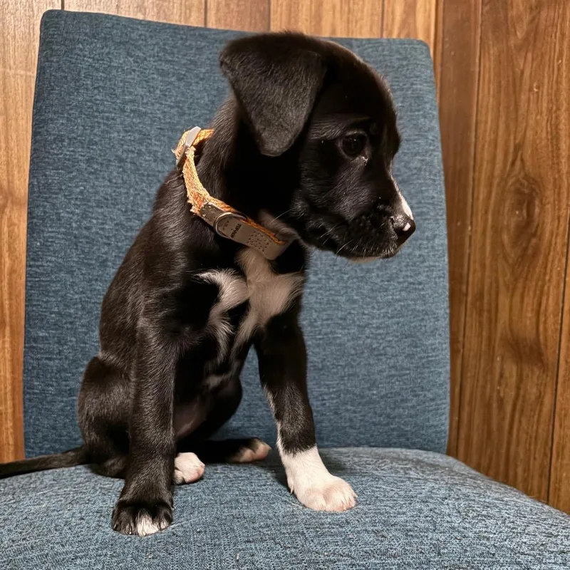 A baby small-sized female Black Mixed Breed dog named Cloud for adoption in Buffalo, MN